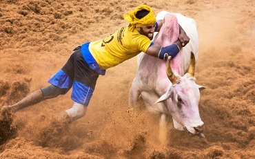 Jallikattu Festival