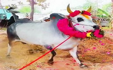 Famous Jallikattu Locations Include